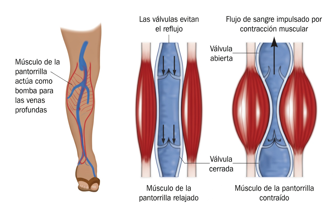 Por qué las pantorrillas se llaman el «segundo corazón»