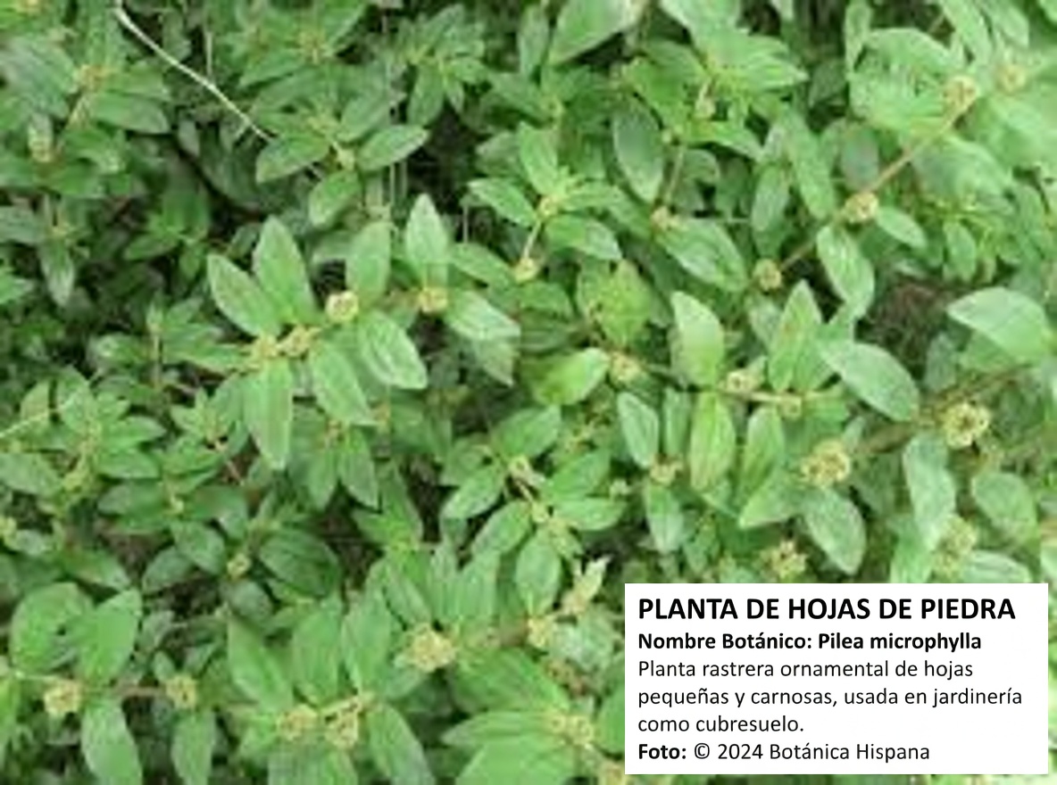 ¡No ignores esta maleza común! El sorprendente papel de la algodoncillo de hoja grande en los remedios tradicionales para el confort ocular