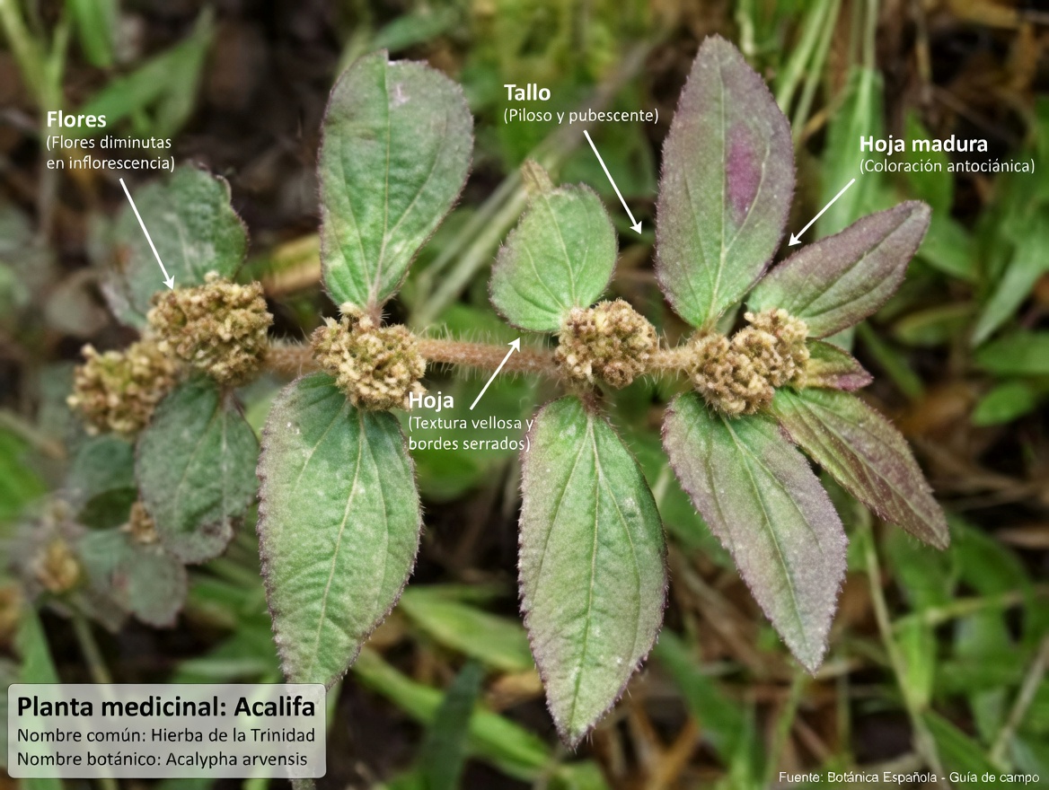 ¡No ignores esta maleza común! El sorprendente papel de la algodoncillo de hoja grande en los remedios tradicionales para el confort ocular