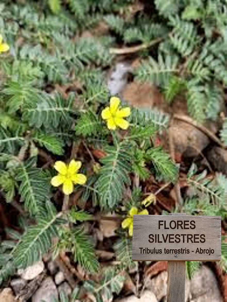 ¿Qué es el abrojo (Tribulus terrestris) y por qué las parejas hablan de él?