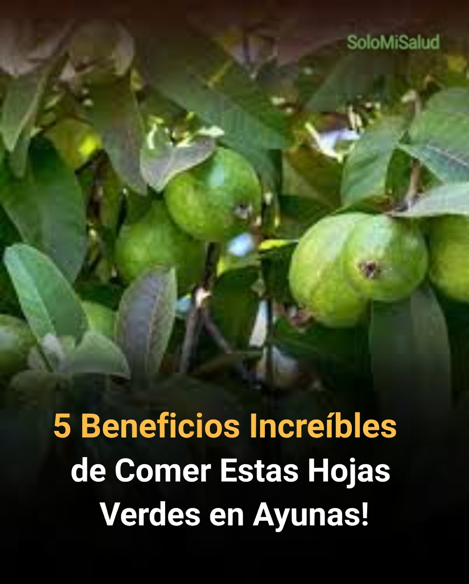 ¿Pueden las hojas de guayaba favorecer un cabello más saludable? Explorando sus posibles beneficios y cómo utilizarlas