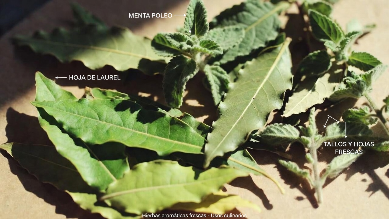 Hojas de Guayaba, Hojas de Laurel y Orégano: Explorando una Infusión Herbácea Tradicional para el Bienestar Diario