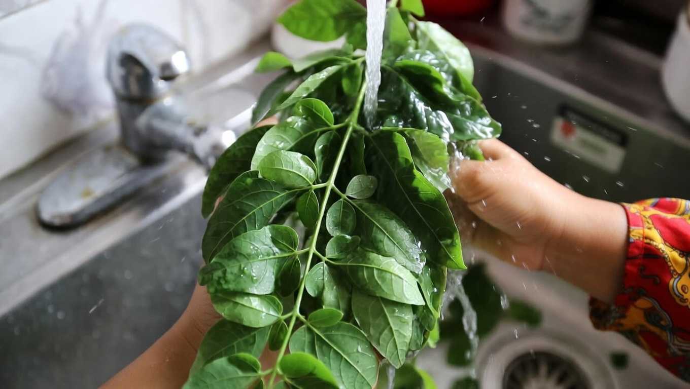 Explorando los posibles beneficios para el bienestar del té de hojas de moringa: un ritual diario natural