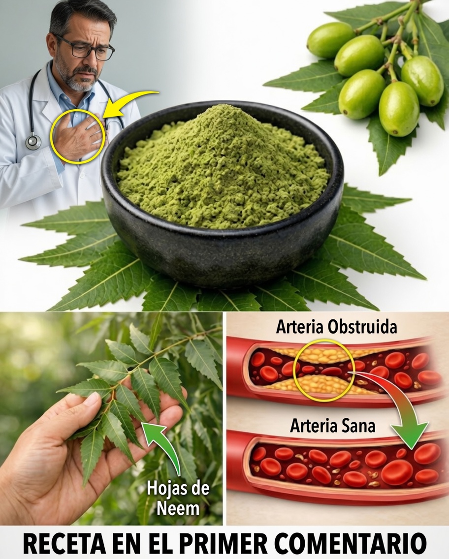 🌿 Descubre el poder de la hoja que ayuda a purificar los pulmones y a mejorar la respiración