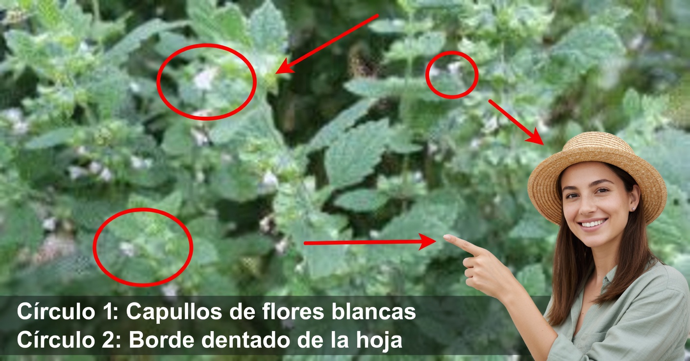 Toronjil para el hígado: lo limpia y desinflama de forma natural