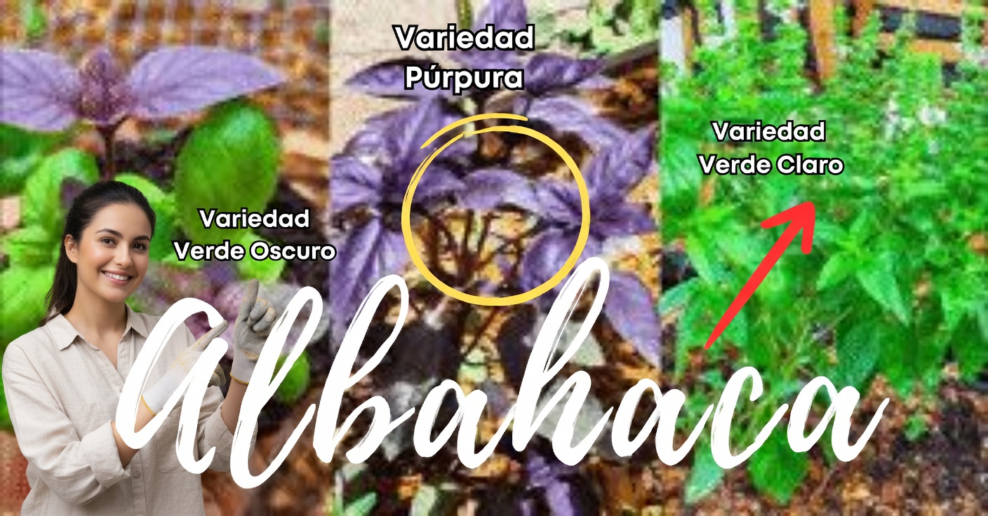 Albahaca púrpura: propiedades y 3 usos medicinales