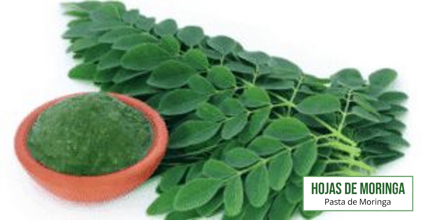 Hojas medicinales para la vista: esenciales para tu salud ocular