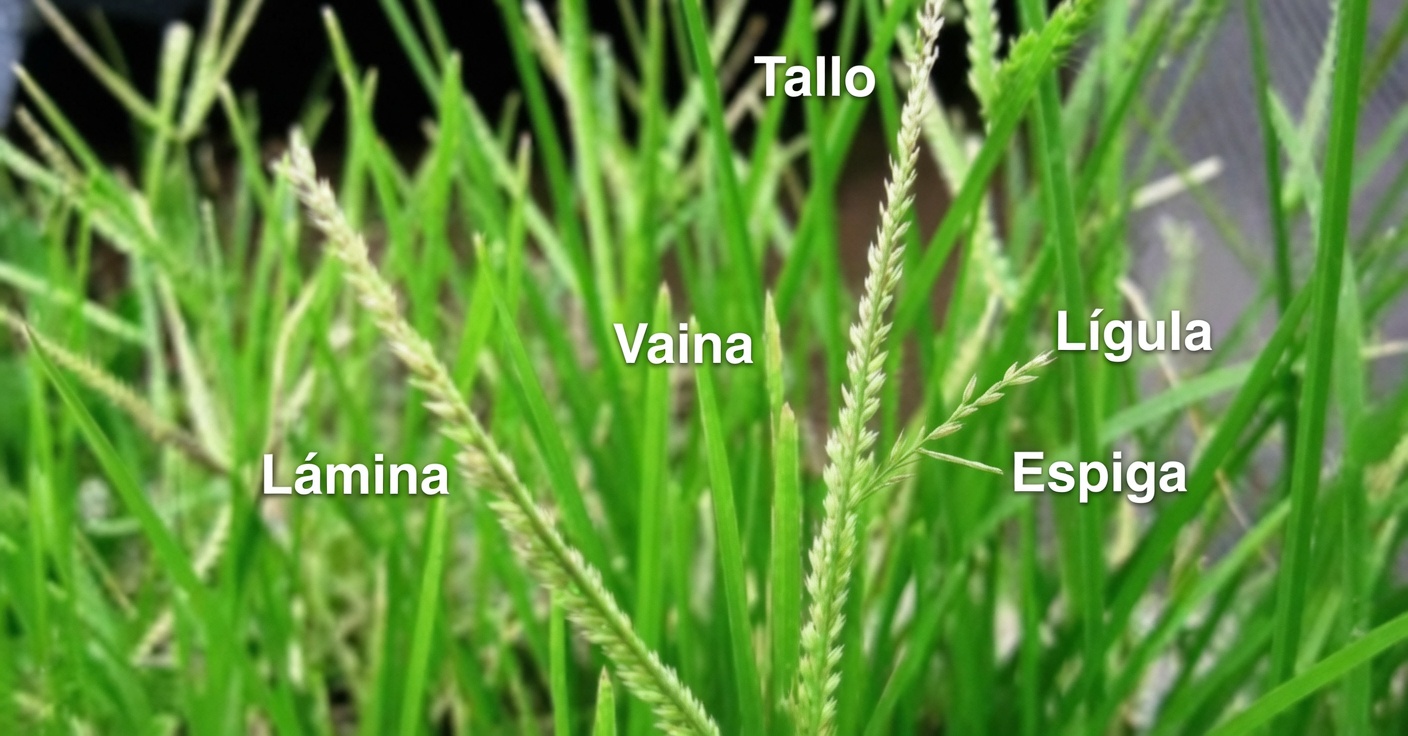 Hierba de ganso: propiedades, beneficios y remedios caseros para 25 afecciones