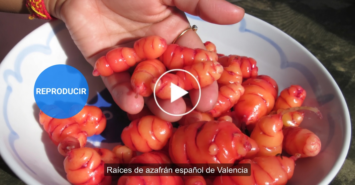 Descubre los beneficios naturales para bajar de peso del té de hibisco