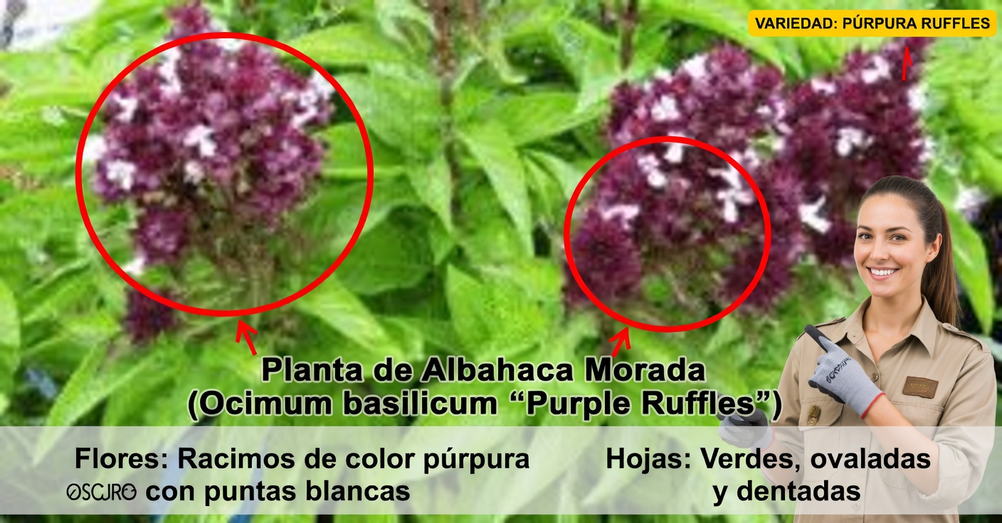 Flores de albahaca: usos y beneficios que no conocías