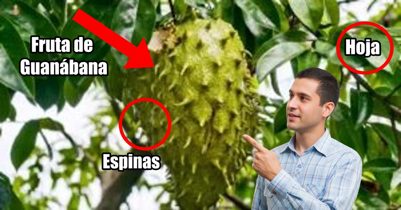 Hojas de guanábana: beneficios, usos y recetas tradicionales