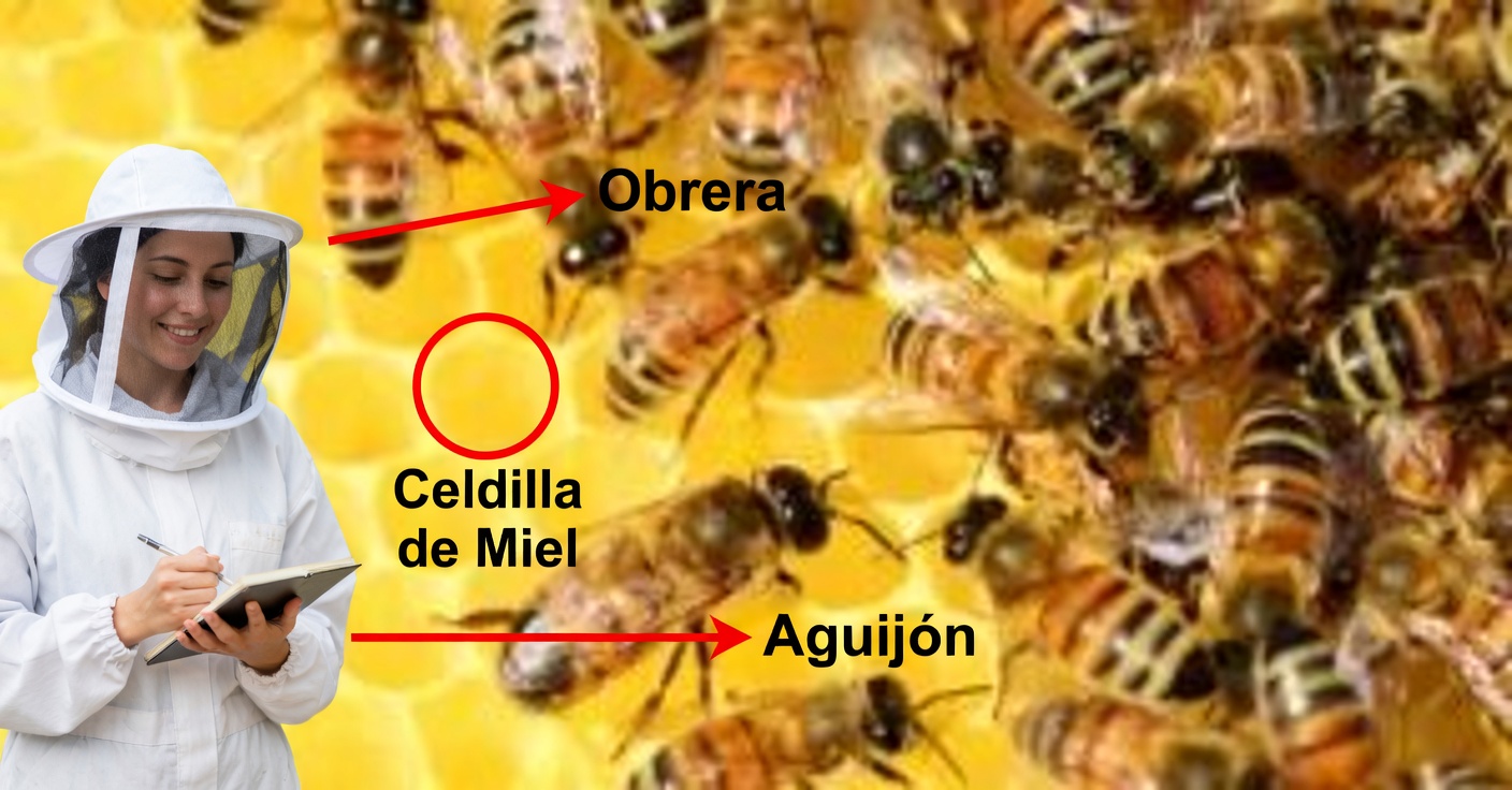 Remedios con miel para mejorar tu salud