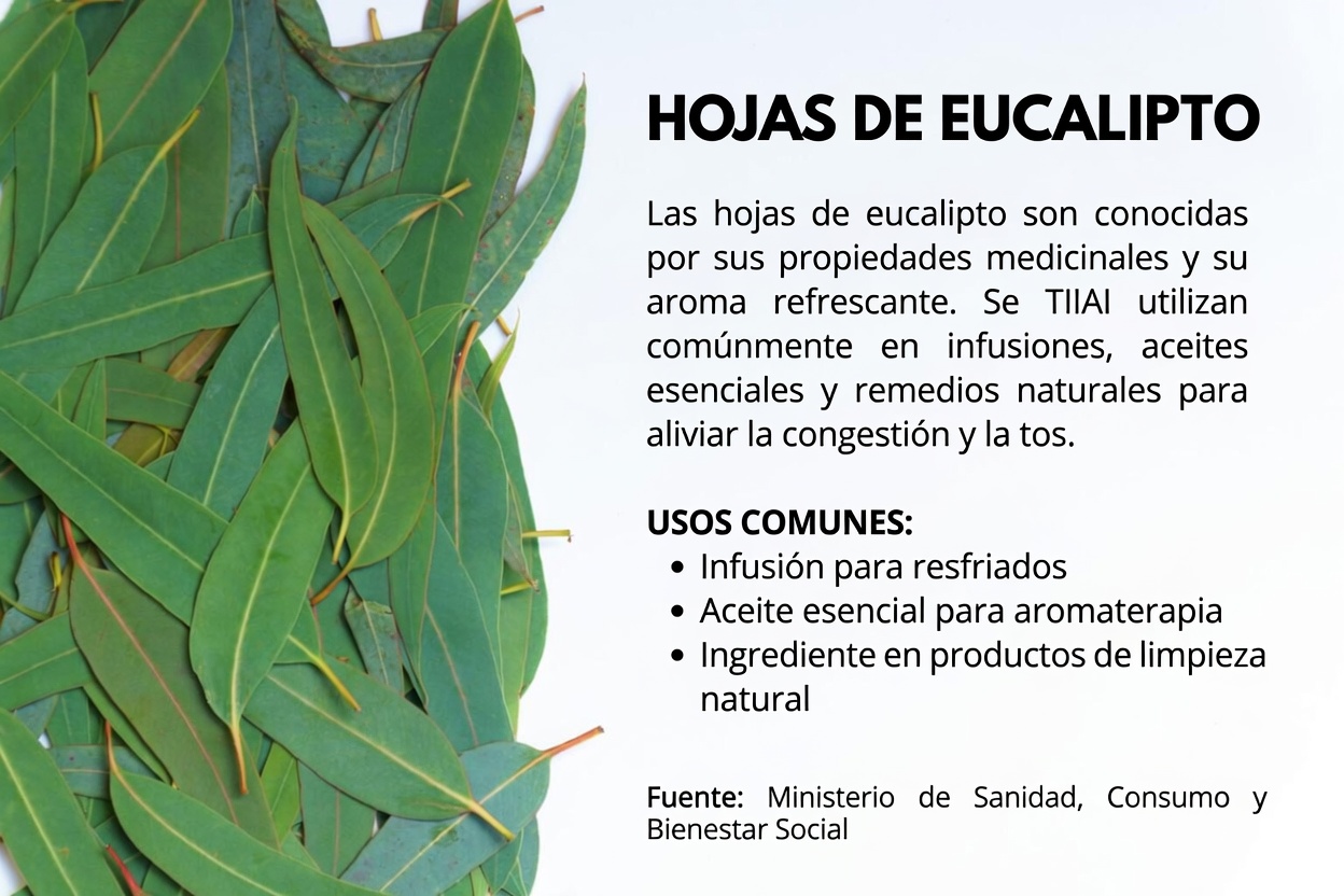 TE DE EUCALIPTO - ¿Para Qué Sirve_ - Beneficios Para Tu Salud Y Belleza