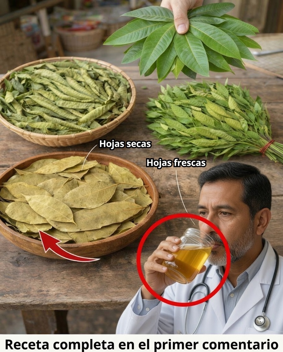 Las Cuatro Hojas Medicinales: Aguacate, Mango, Laurel y Guayaba — Un Regalo de la Naturaleza para tu Bienestar