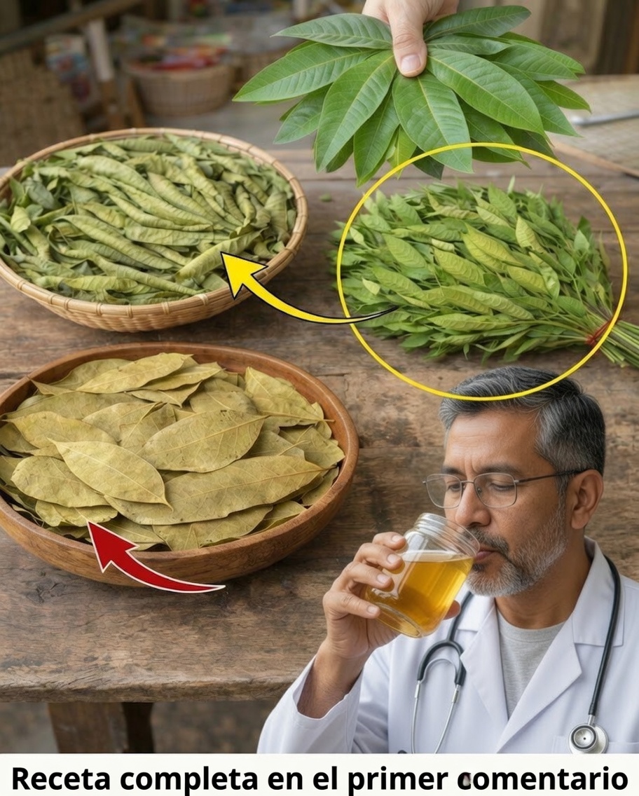 Las Cuatro Hojas Medicinales: Aguacate, Mango, Laurel y Guayaba — El Regalo de la Naturaleza para Tu Bienestar
