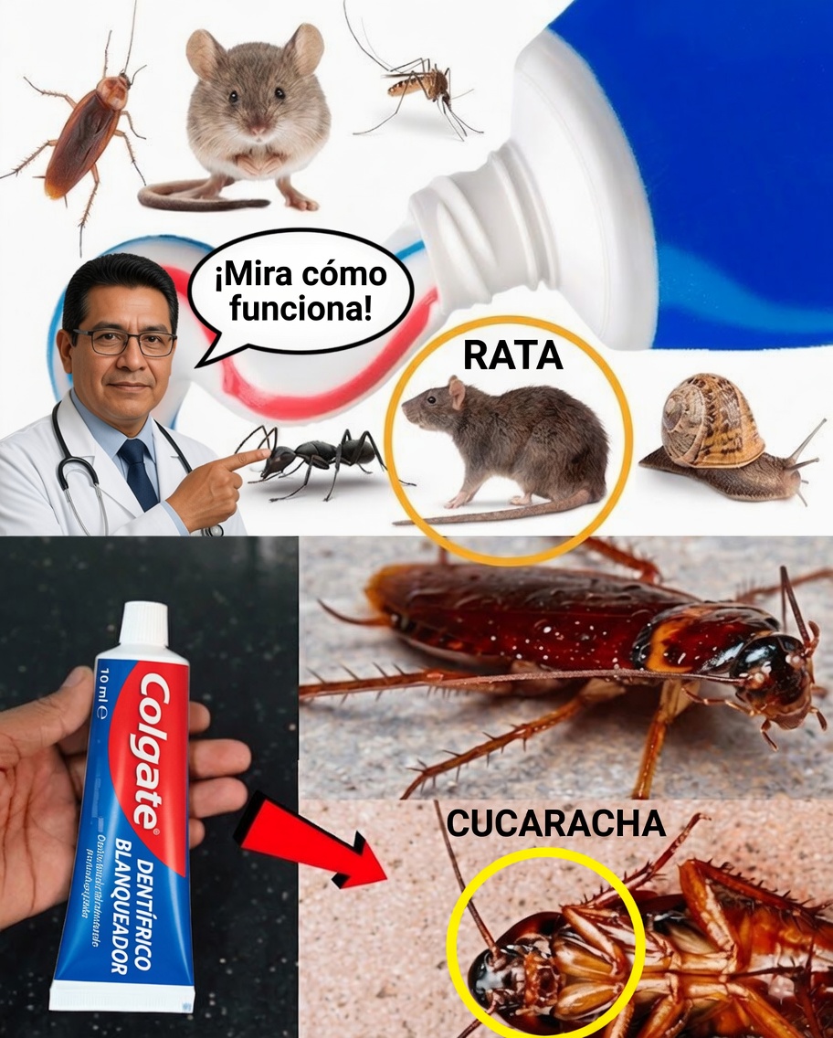 Pasta de dientes: la aliada sorprendente contra las cucarachas y las hormigas