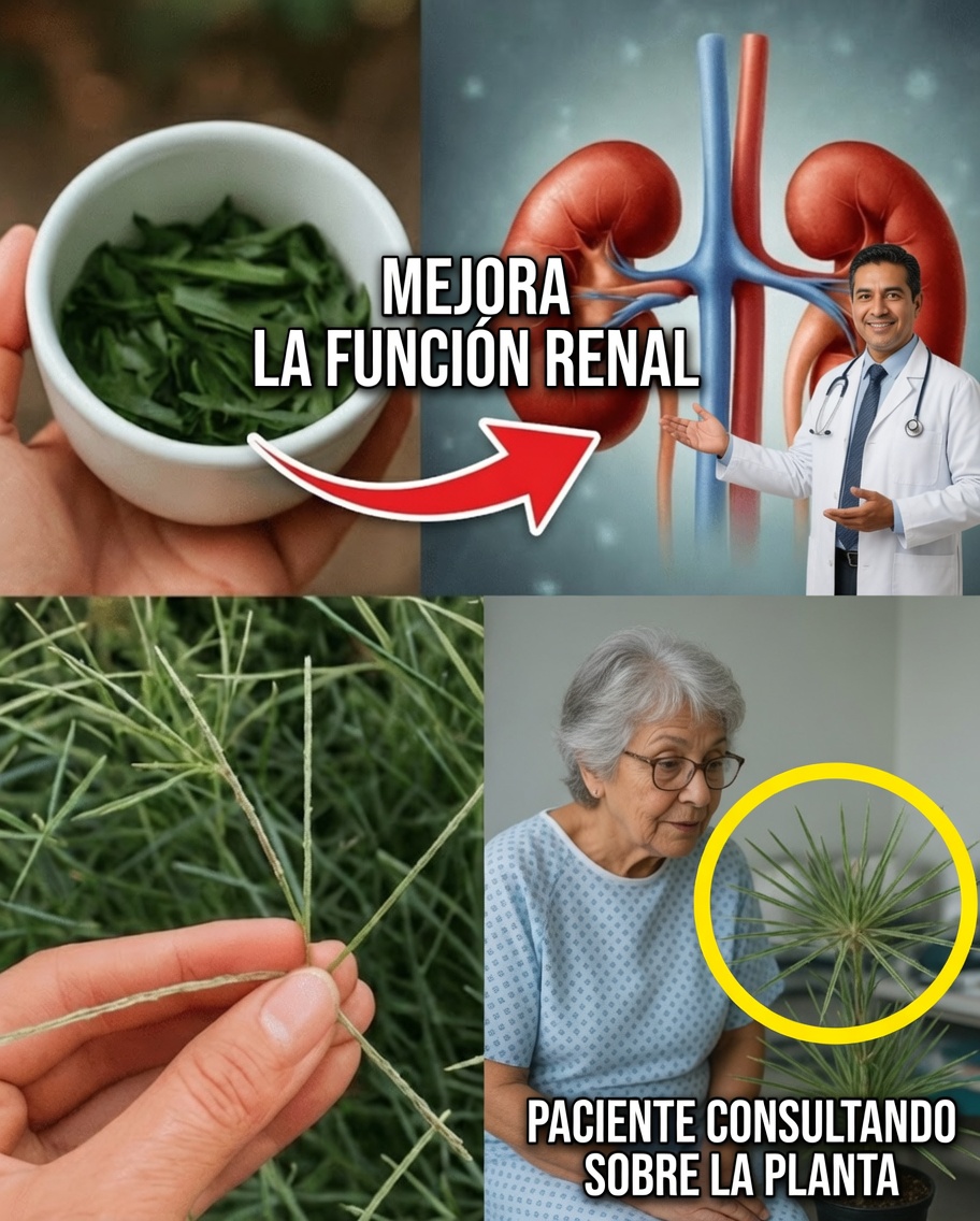 El Poder Oculto del Goosegrass: La Maravilla Discreta de la Naturaleza