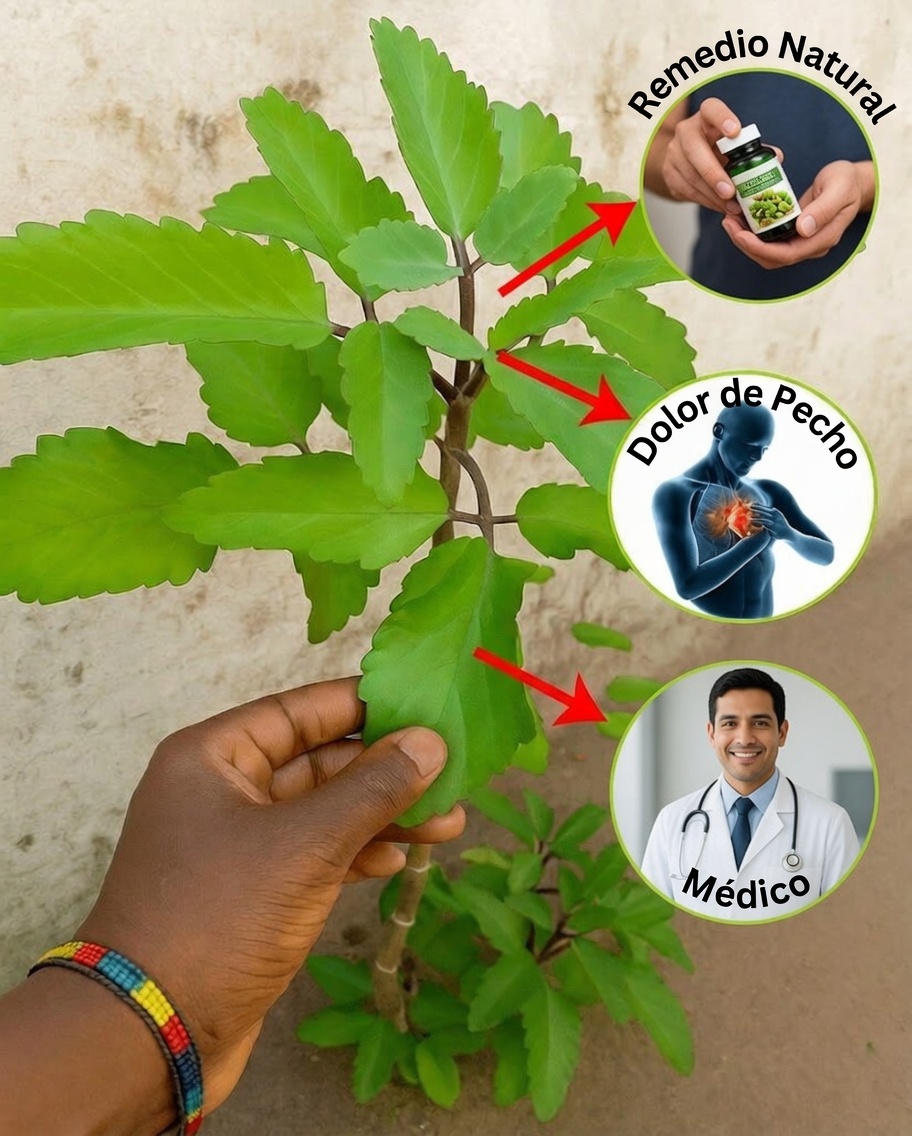 Por qué generaciones confían en la Planta de la Vida y en sus sorprendentes beneficios para la salud