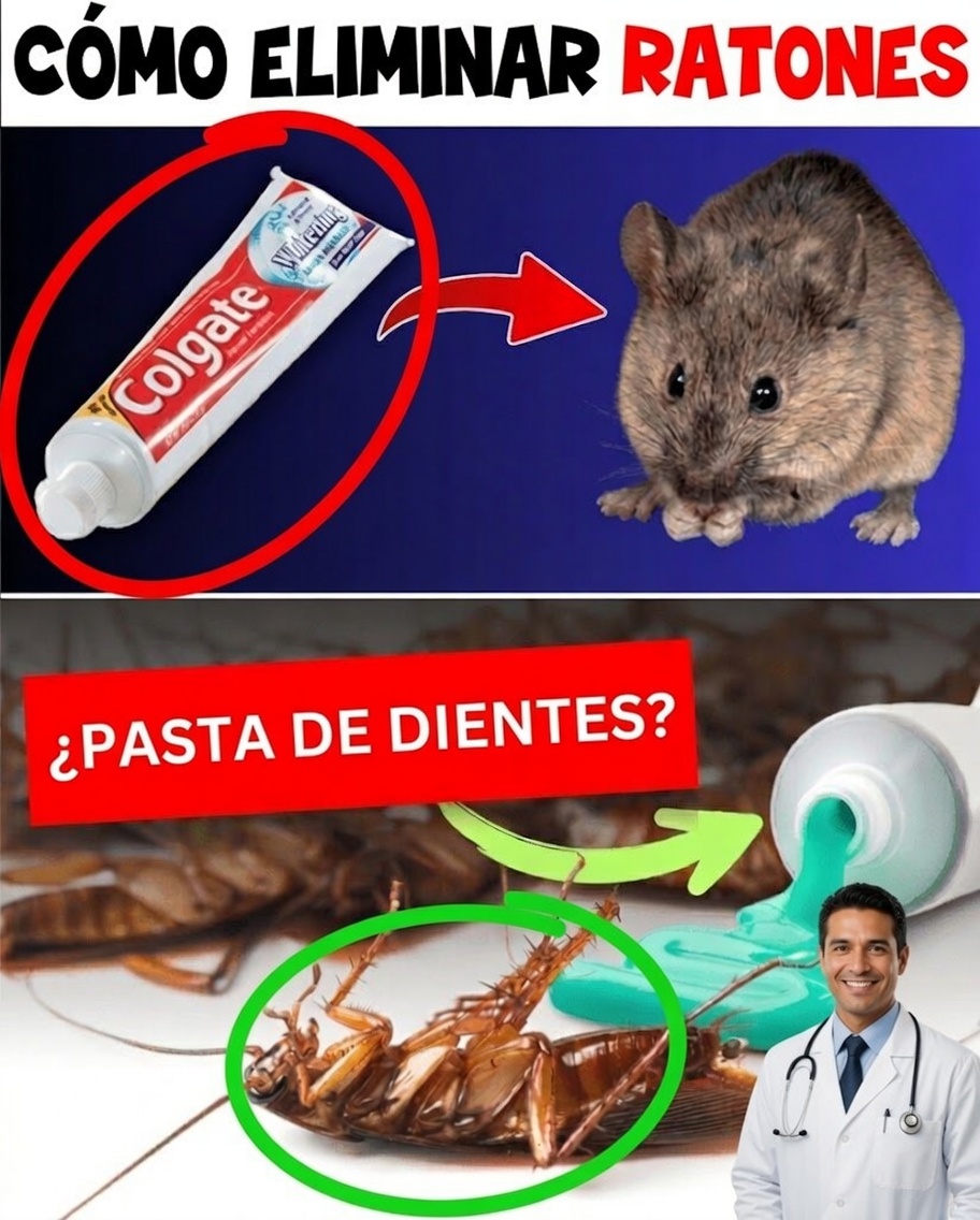 El sorprendente truco de la pasta de dientes que ayuda a mantener alejadas de forma natural las plagas del hogar