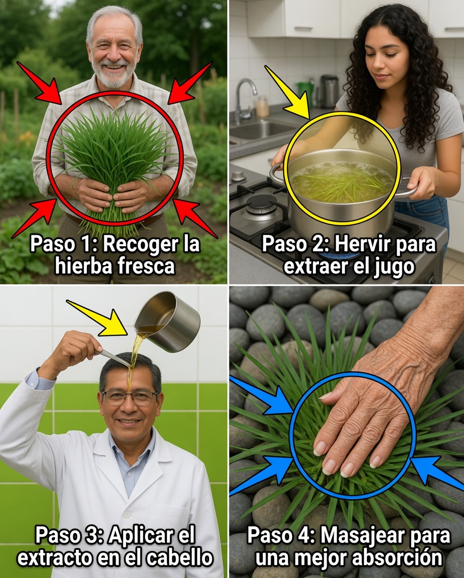 Capim-Pé-de-Galinha: De hierba común a tesoro natural de curación